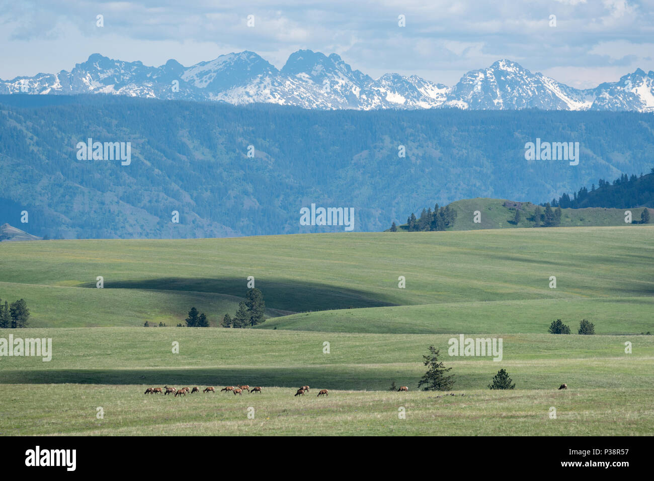 Elk herd on Oregon's Zumwalt Prairie with the Seven Devils Mountains of Idaho in the distance. Stock Photo