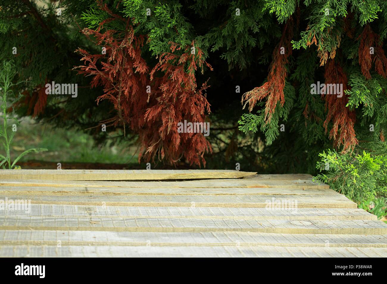 Empty wooden deck table with foliage bokeh background. Ready for product display montages Stock Photo