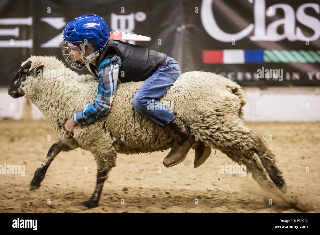 Tracy The Sheep High Resolution Stock Photography and Images - Alamy