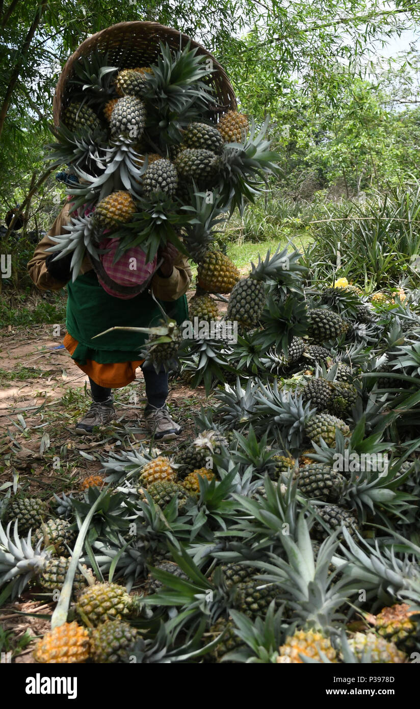 Monsoon northeastern india hires stock photography and images Alamy