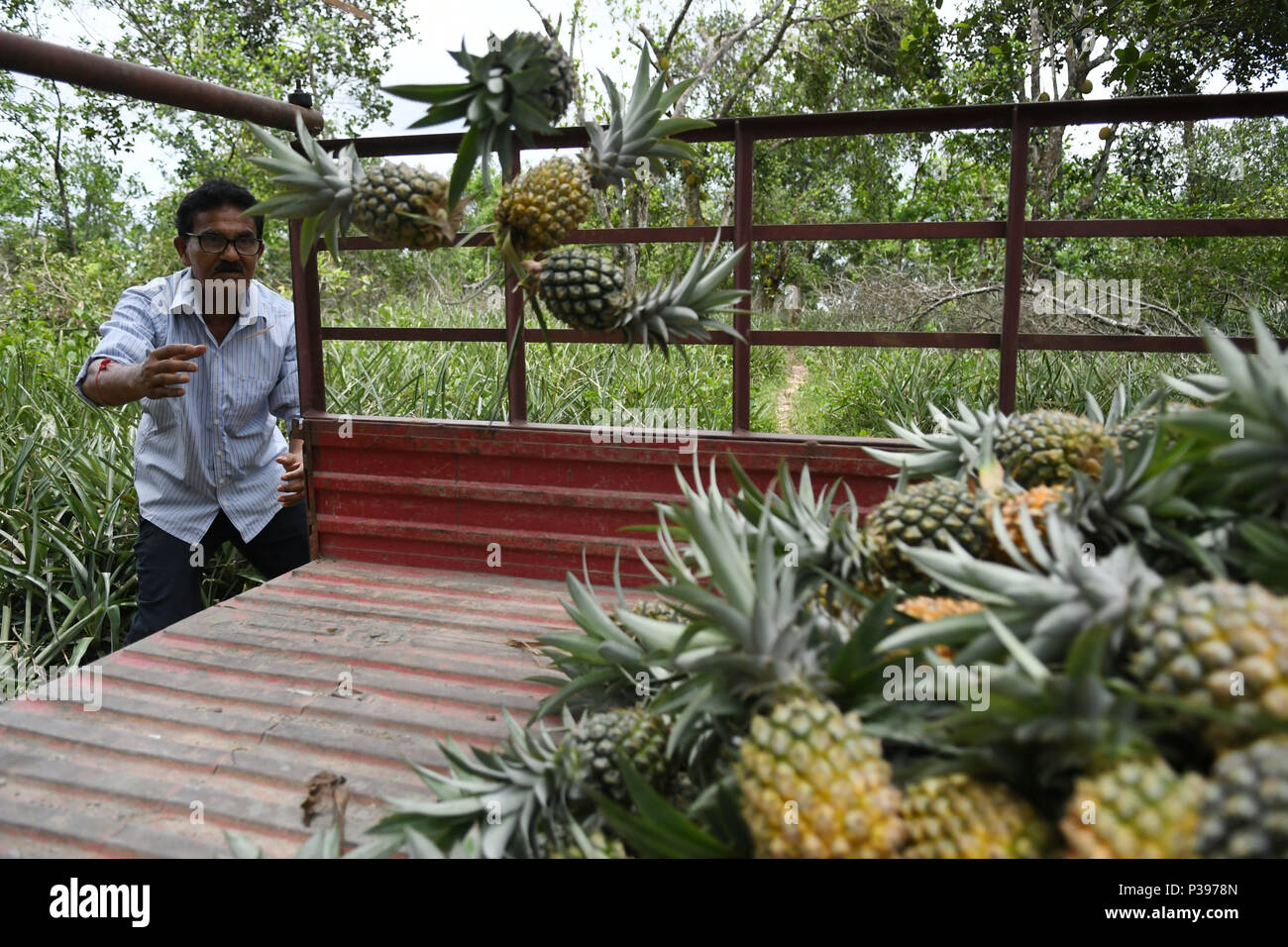 Indian monsoon agriculture hires stock photography and images Alamy