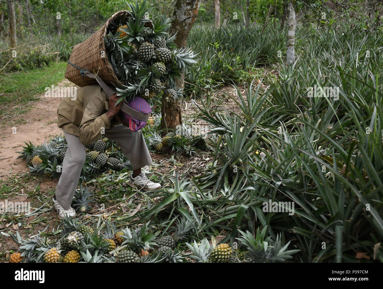 Indias monsoon hires stock photography and images Alamy