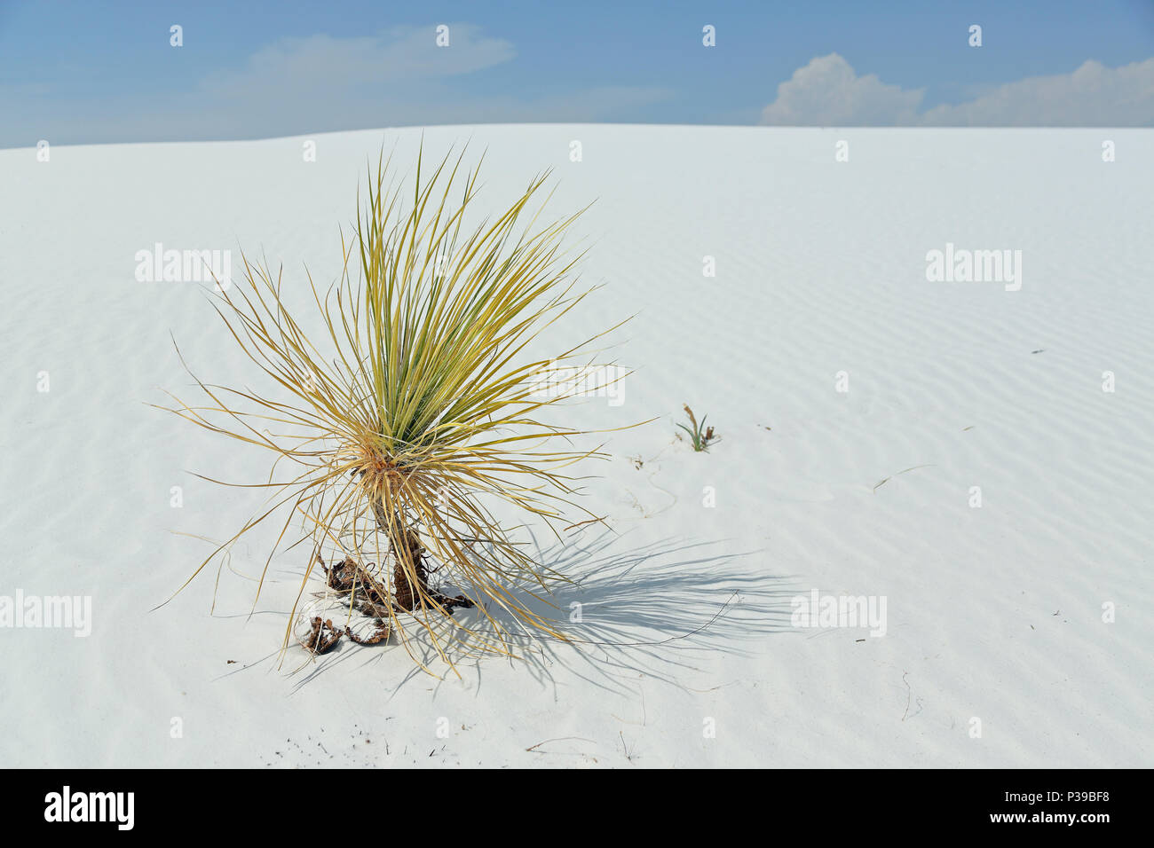 Yucca plant on brilliant white desert sand in southern New Mexico Stock Photo