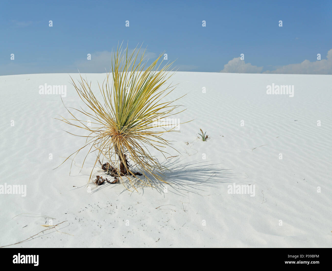Yucca plant on brilliant white desert sand in southern New Mexico Stock Photo