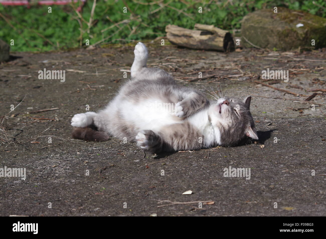 Tabby cat sunbathing hi-res stock photography and images - Alamy