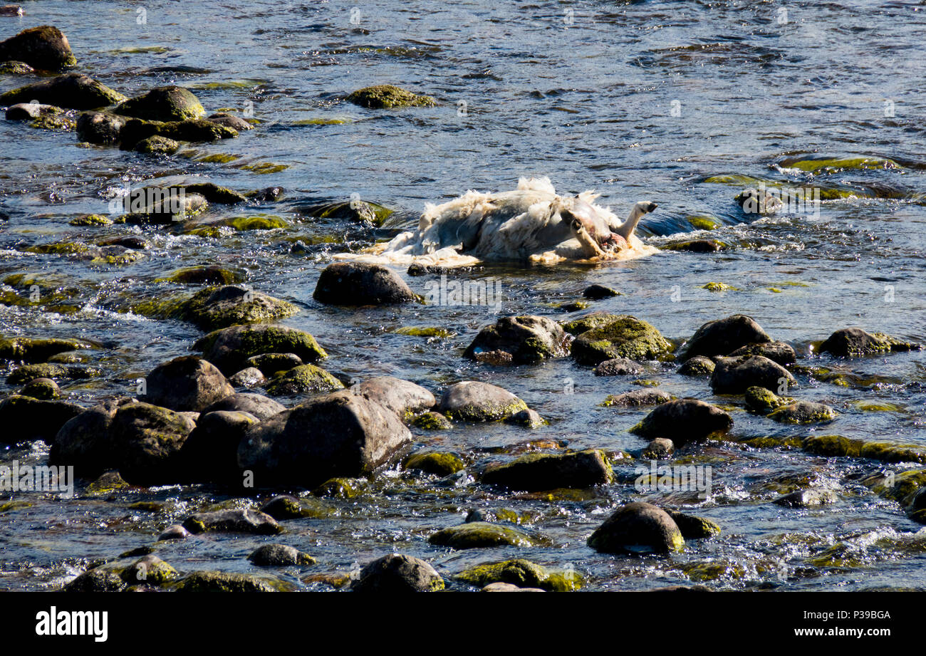 Sheep dead in river Stock Photo