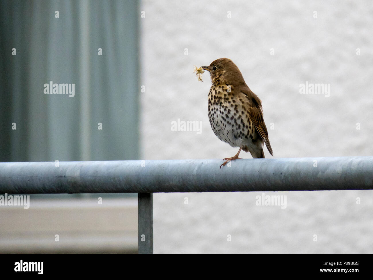 Song thrush with nesting material hi-res stock photography and images