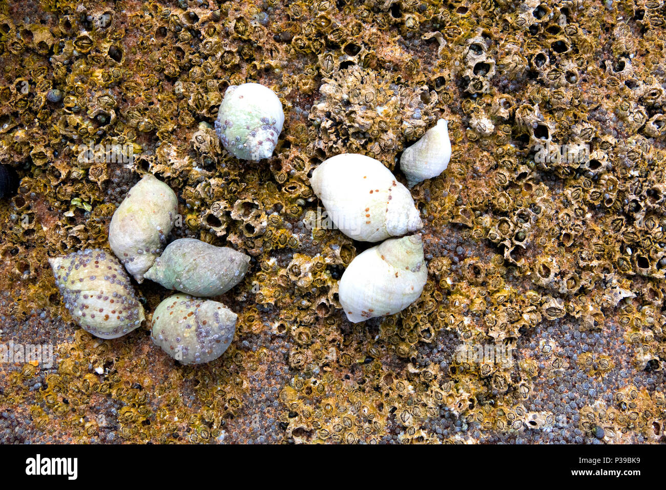 Common Periwinkle Stock Photo Alamy