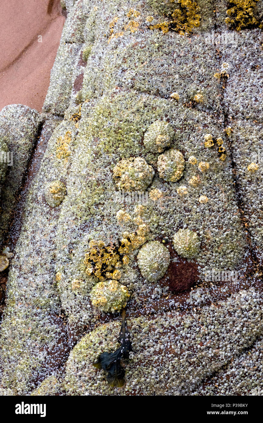 Limpets and barnacles on rock Scotland Stock Photo