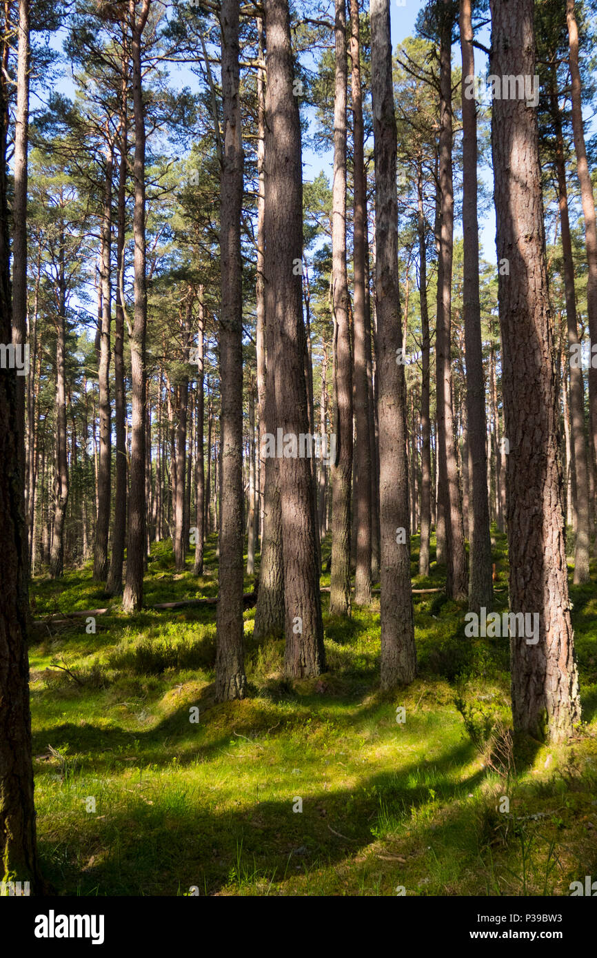 Caledonian Pine Forest Cairngorms Scotland Stock Photo