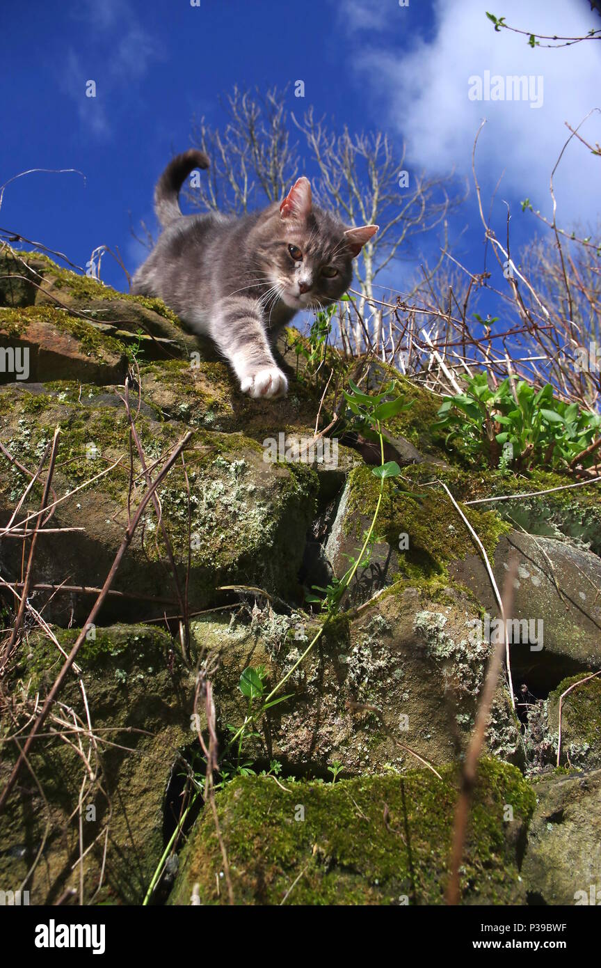 Tabby cat climbing down stone wall Stock Photo Alamy