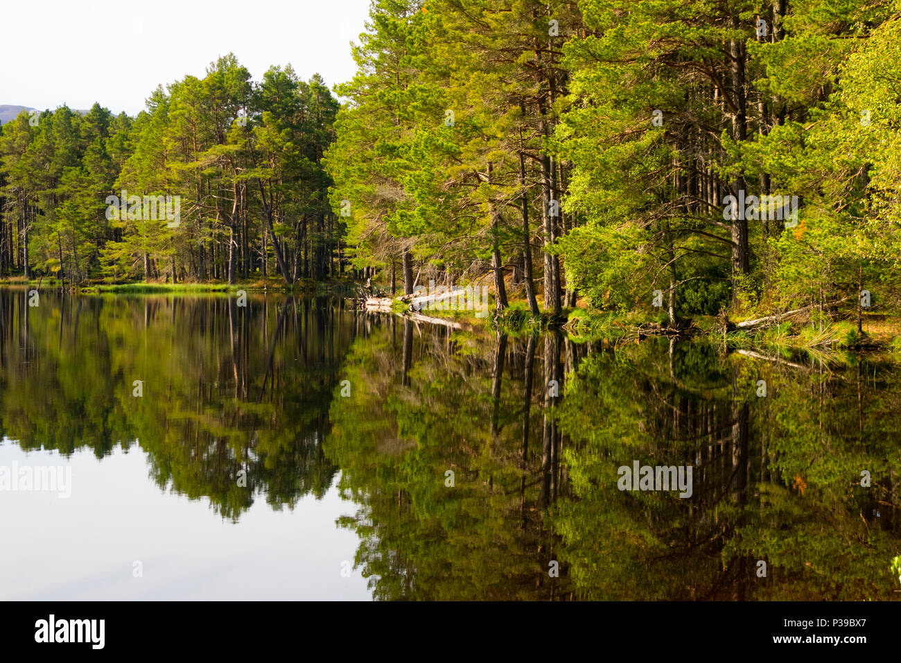 Loch Garten forest reflections Stock Photo