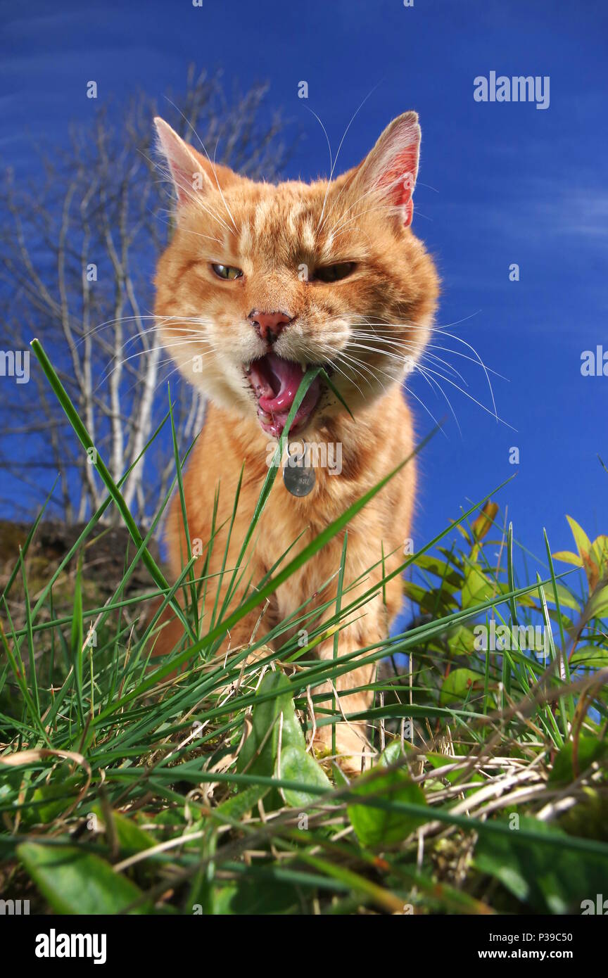Ginger cat licking lips in garden Stock Photo Alamy