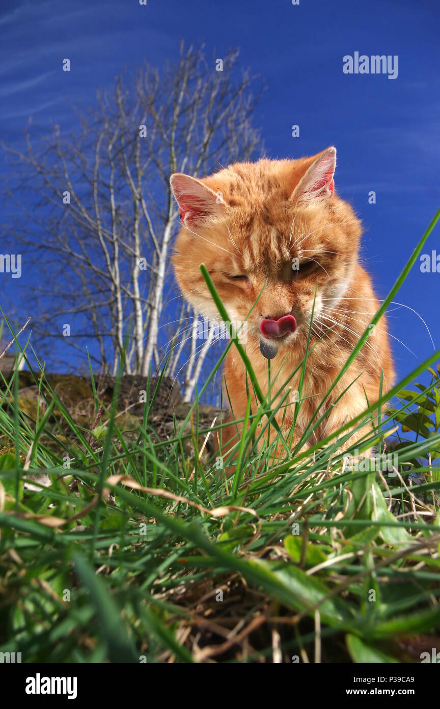 Ginger cat licking lips in garden Stock Photo Alamy