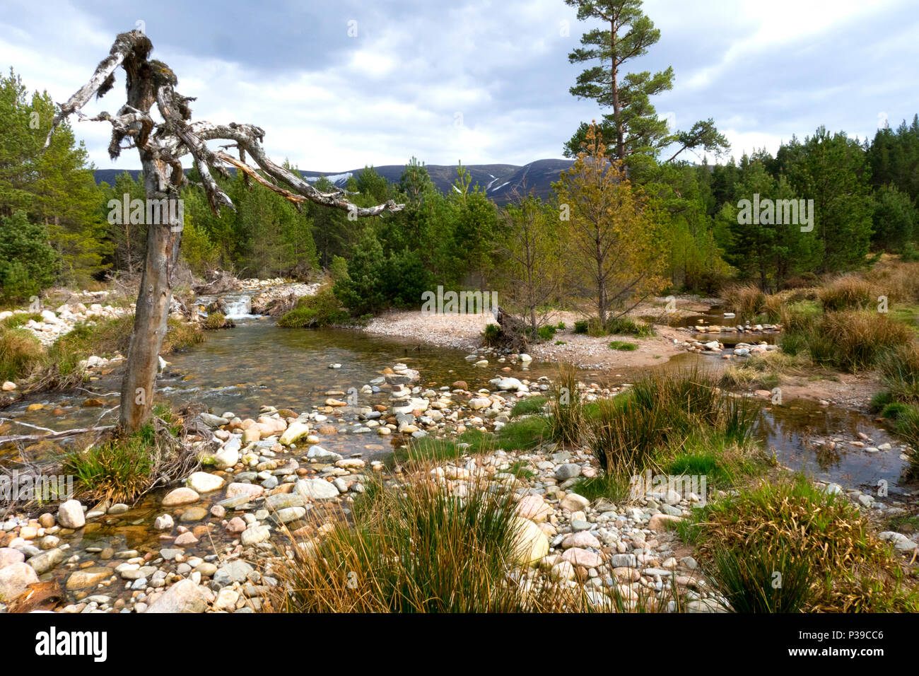 River tributary at Glenmore Scotland Stock Photo