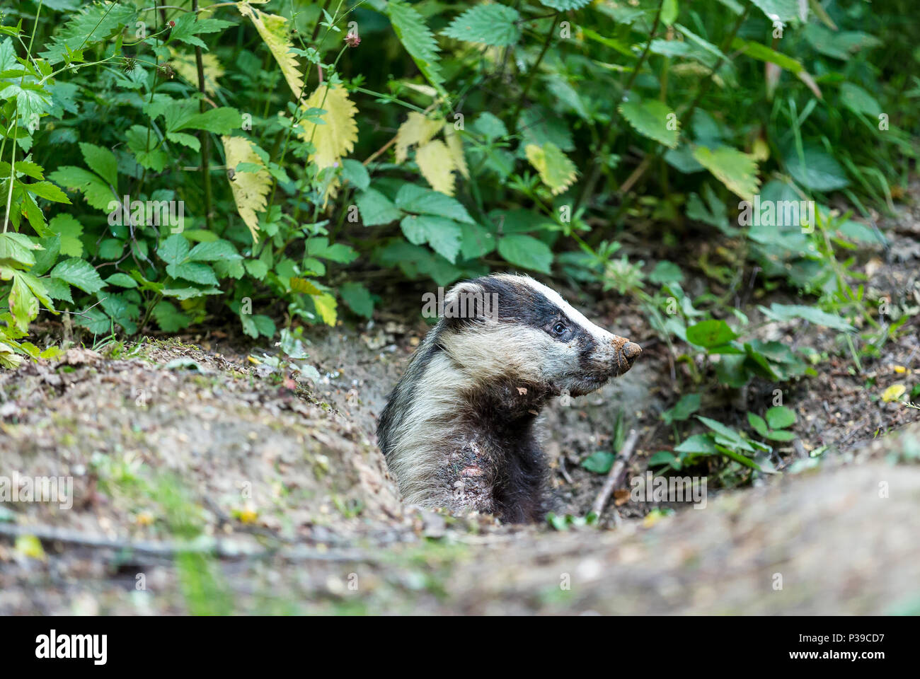 Badger, wild, European badger (Meles Meles) emerging from a badger sett, looking to the right. Bite wounds to right shoulder.  Landscape. Stock Photo
