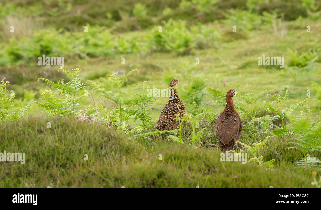 Scottish gamebird hires stock photography and images Alamy