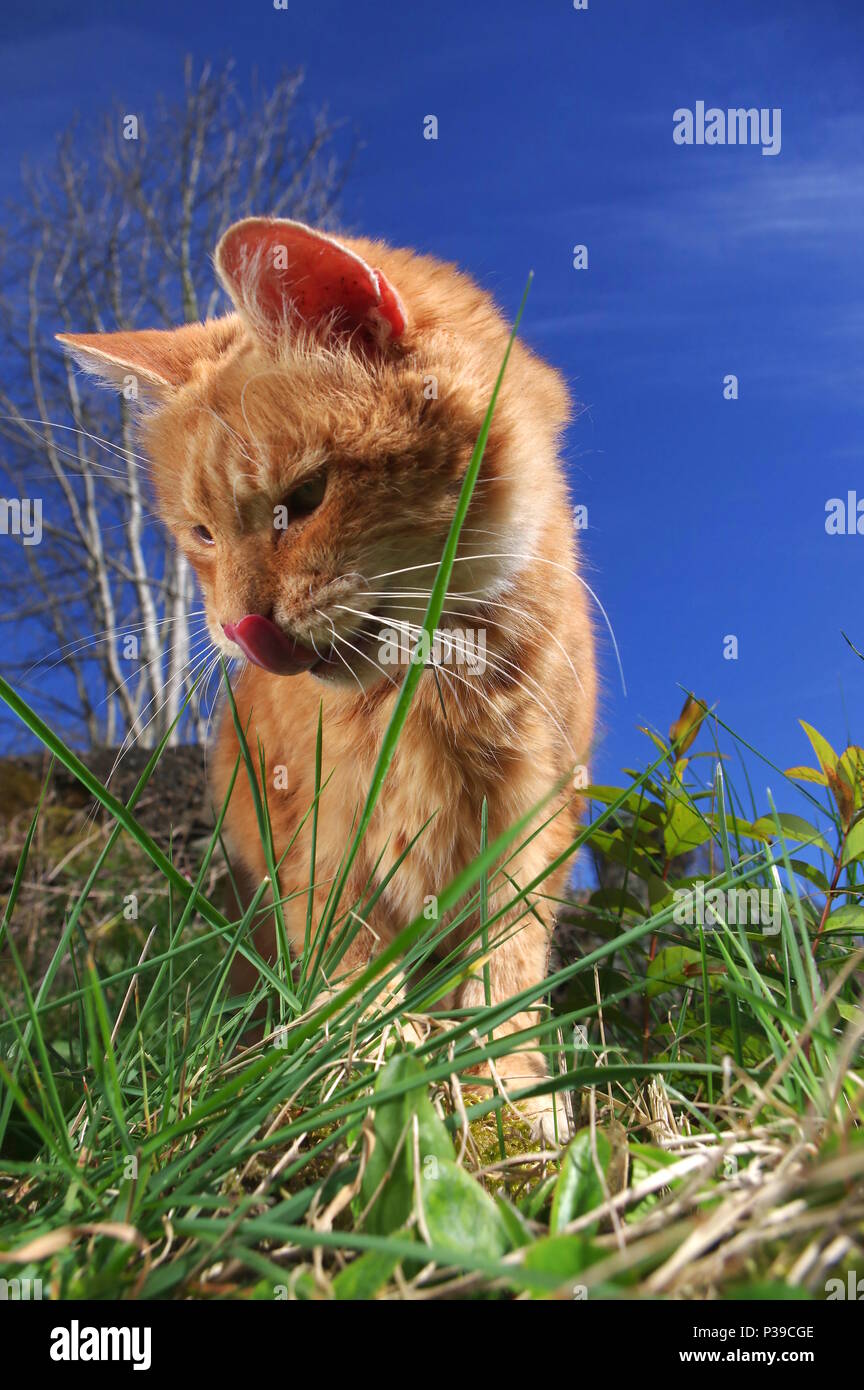 Ginger cat licking lips in garden Stock Photo Alamy