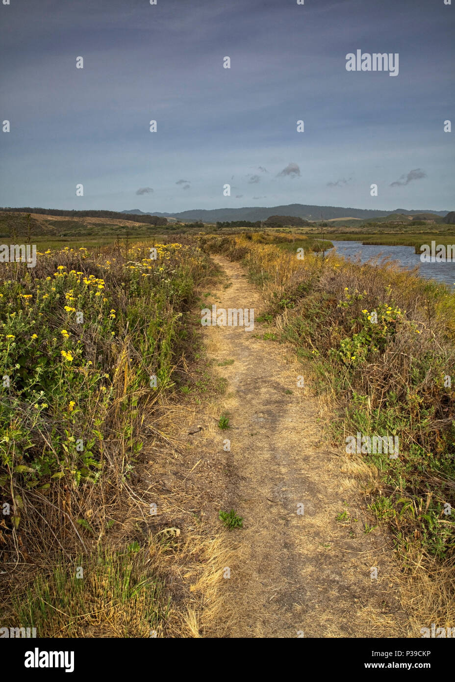 Path at Pescadero Creek, San Mateo County, California Stock Photo