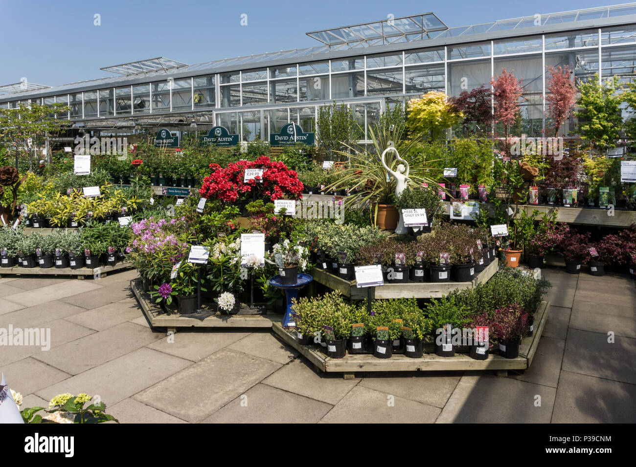 Displays of colourful Summer plants and shrubs on sale at the Garden