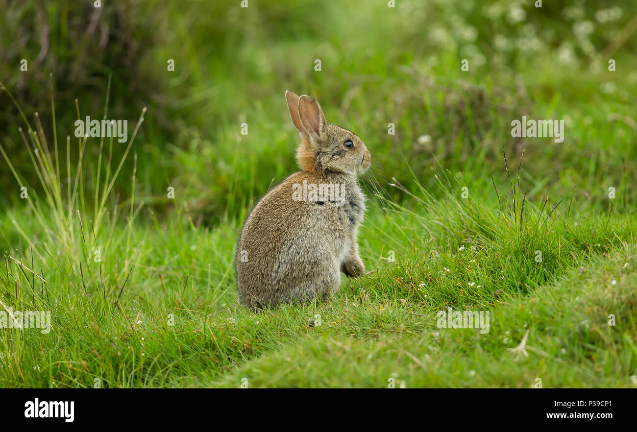 Rabbit, native European wild rabbit. A young rabbit in natural habitat