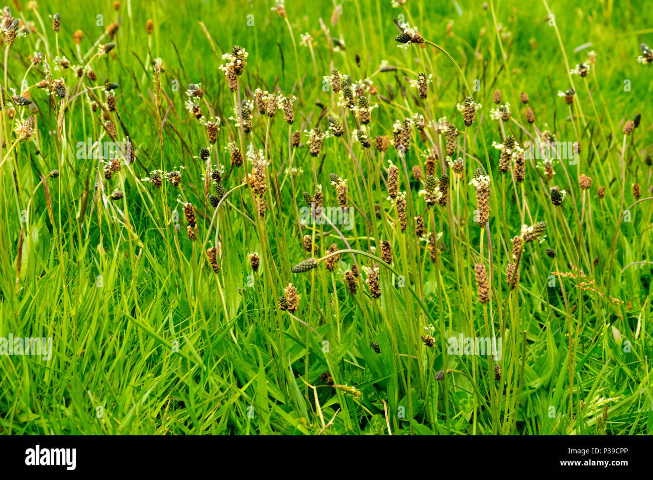 Ribwort Plantain seed heads Stock Photo