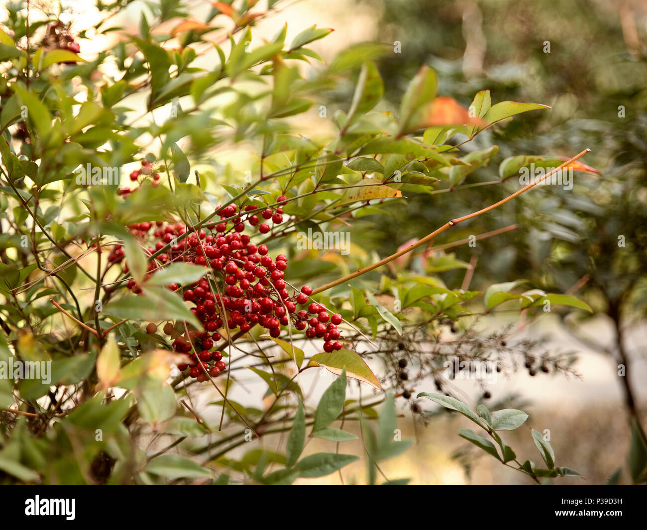 green background of red fruit of Aucuba japonica on shrub Stock Photo