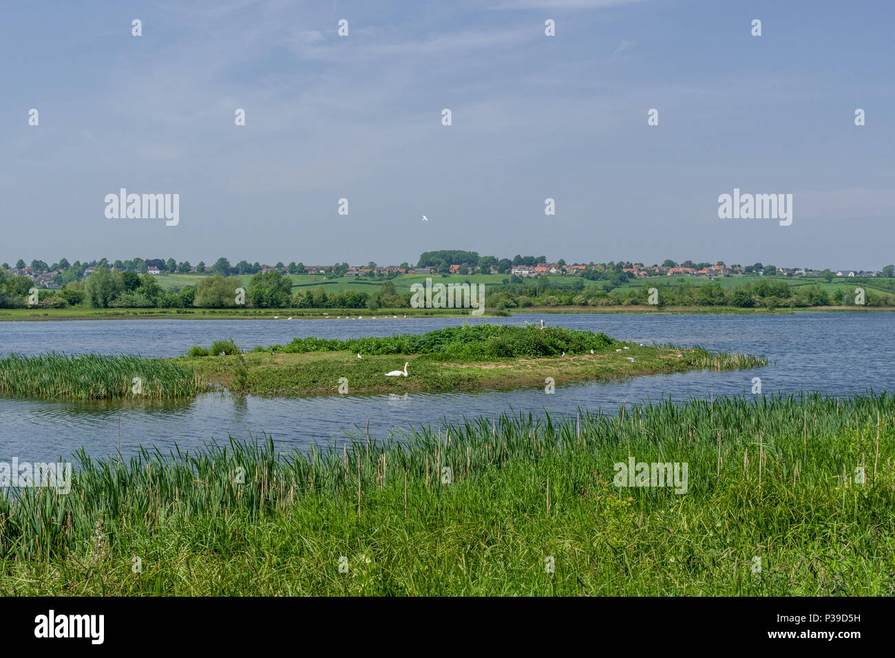 A view over Summer Leys, a series of former gravel pits, now a nature reserve owned by the local Wildlife Trust; Northamptonshire, UK Stock Photo