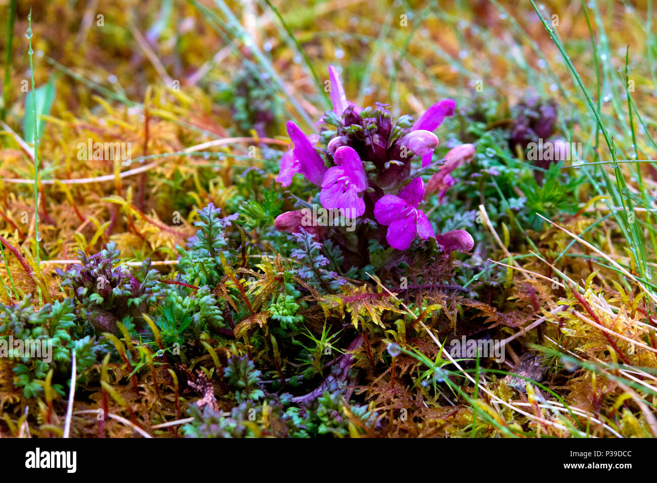 Lousewort flowers Stock Photo