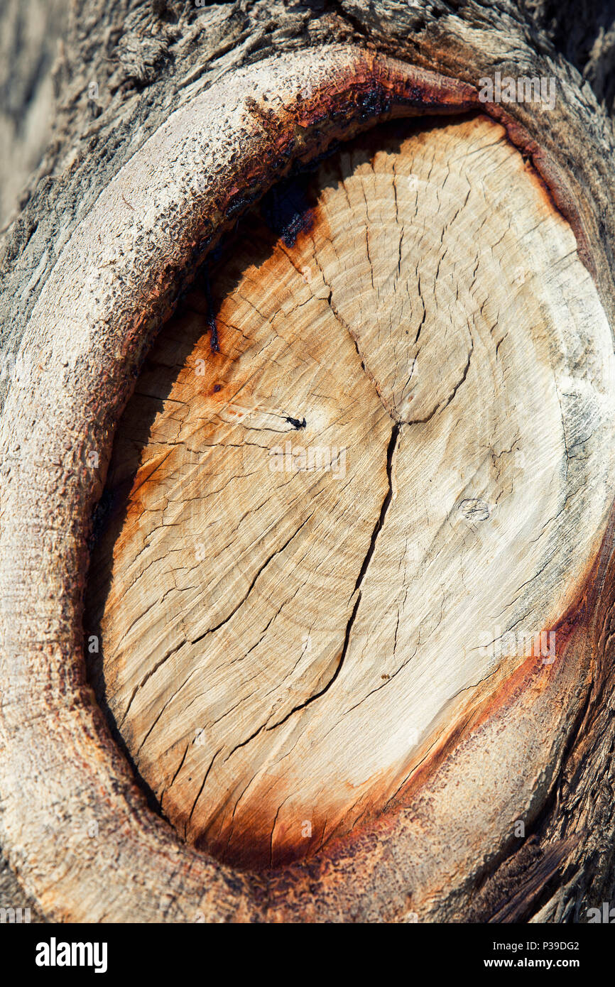 background wooden texture of tree stump with cracked surface Stock ...