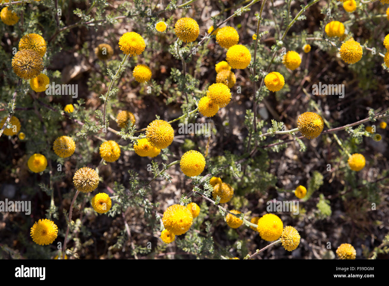 background of yellow medicinal herbs. Yellow flowers Santolina chamaecyparissus Stock Photo