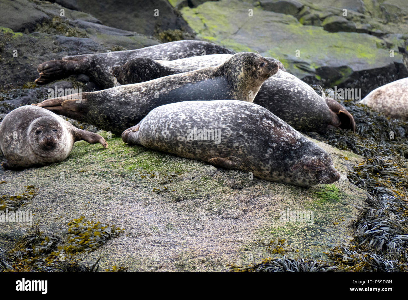 Common or Harbour seal Stock Photo