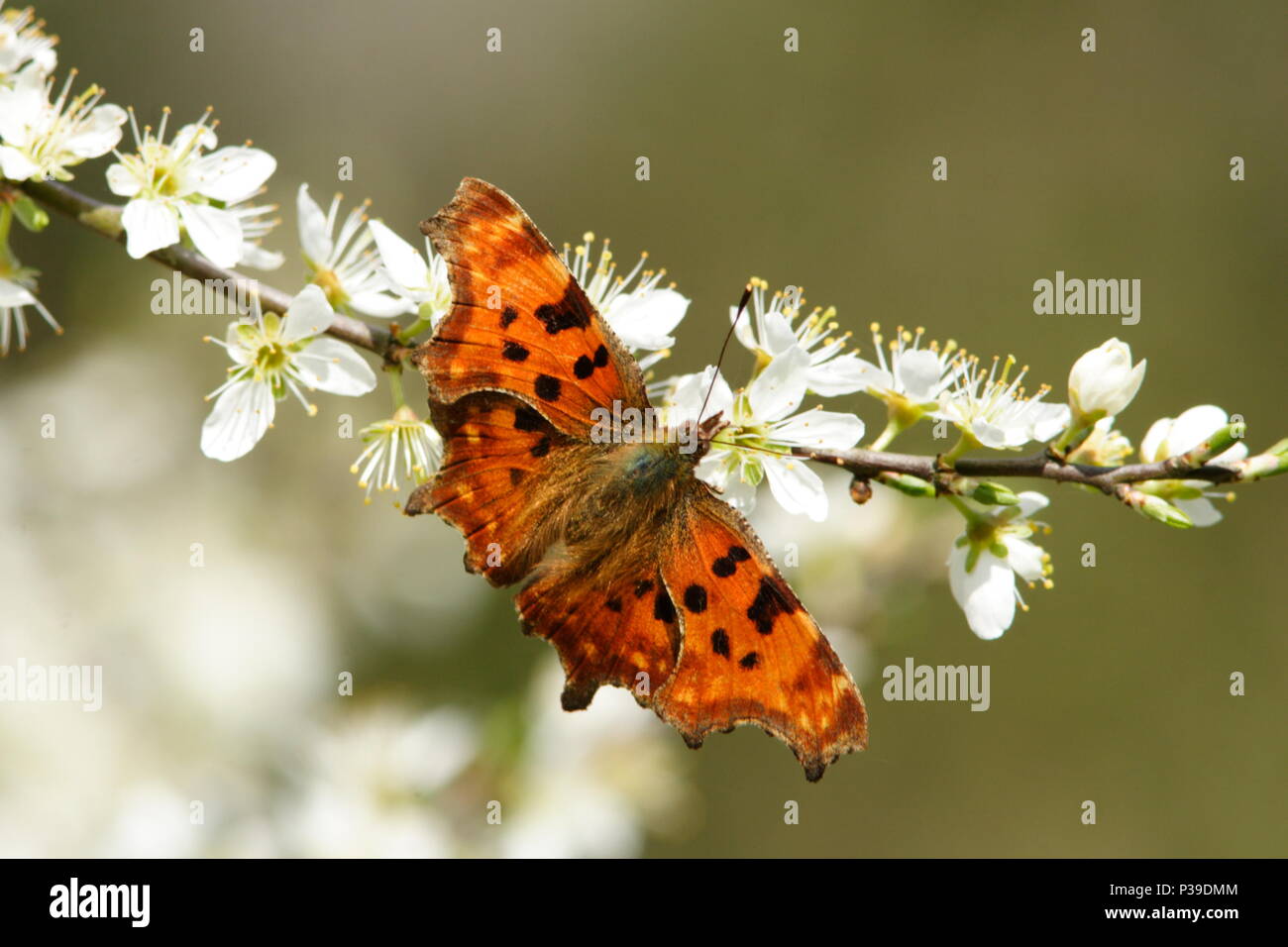 Insect on blackthorn blossom hi-res stock photography and images - Alamy