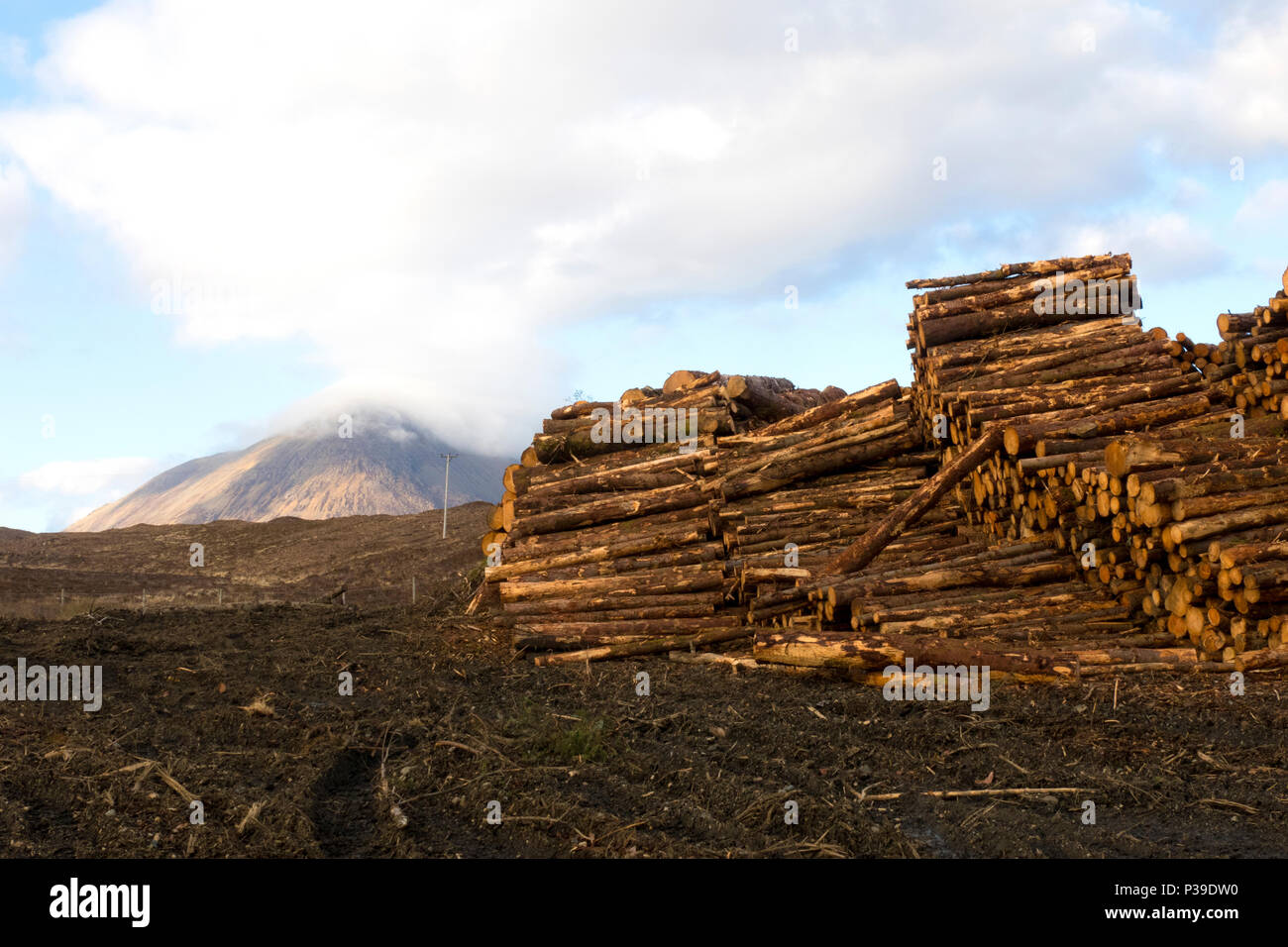 Logging Timber Stock Photo