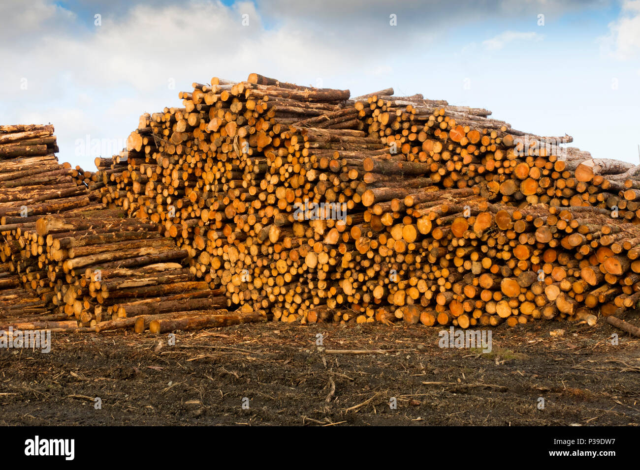 Logging Timber Stock Photo