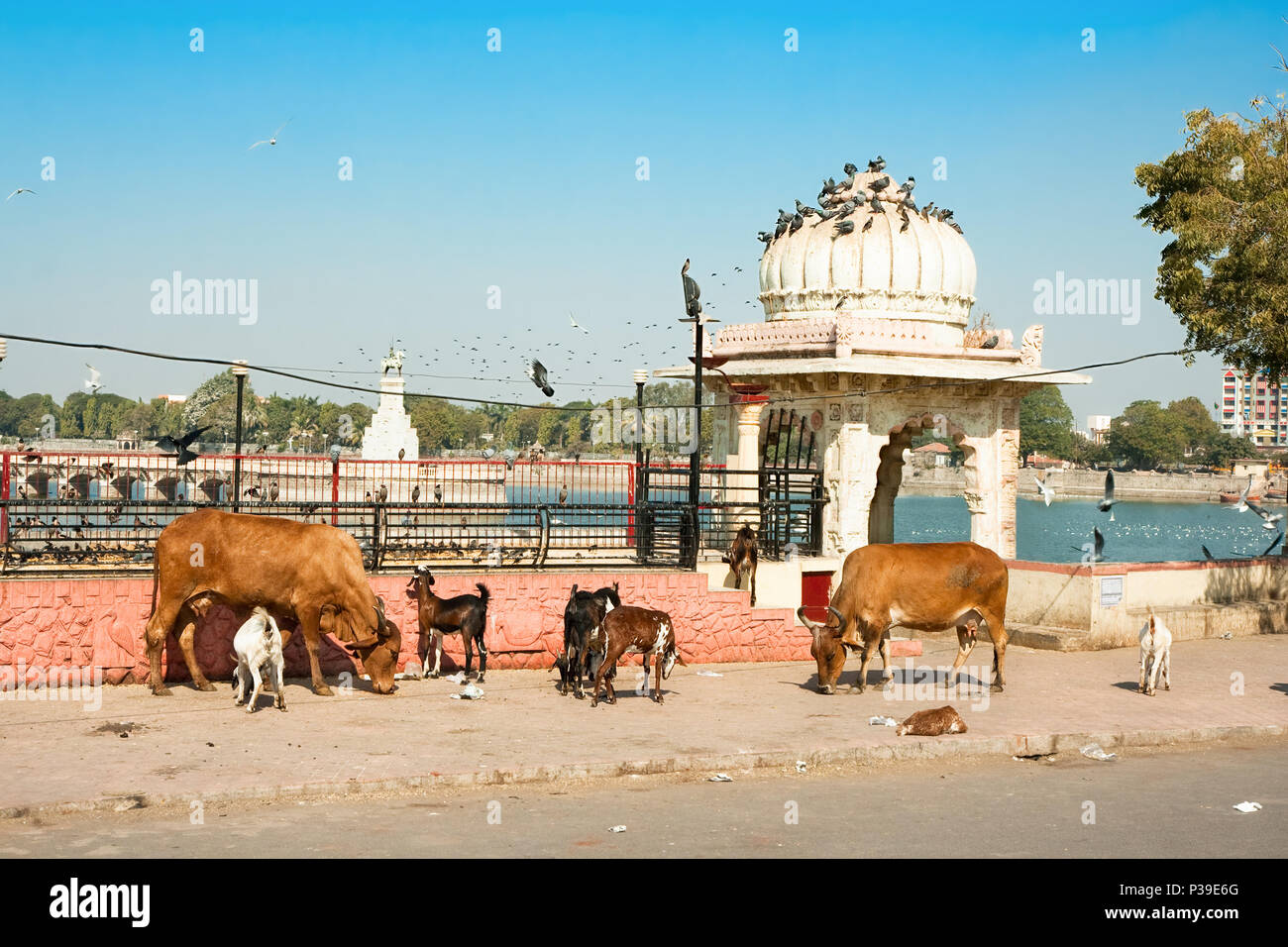 Animals are eating on the street of Jamnagar, India Stock Photo