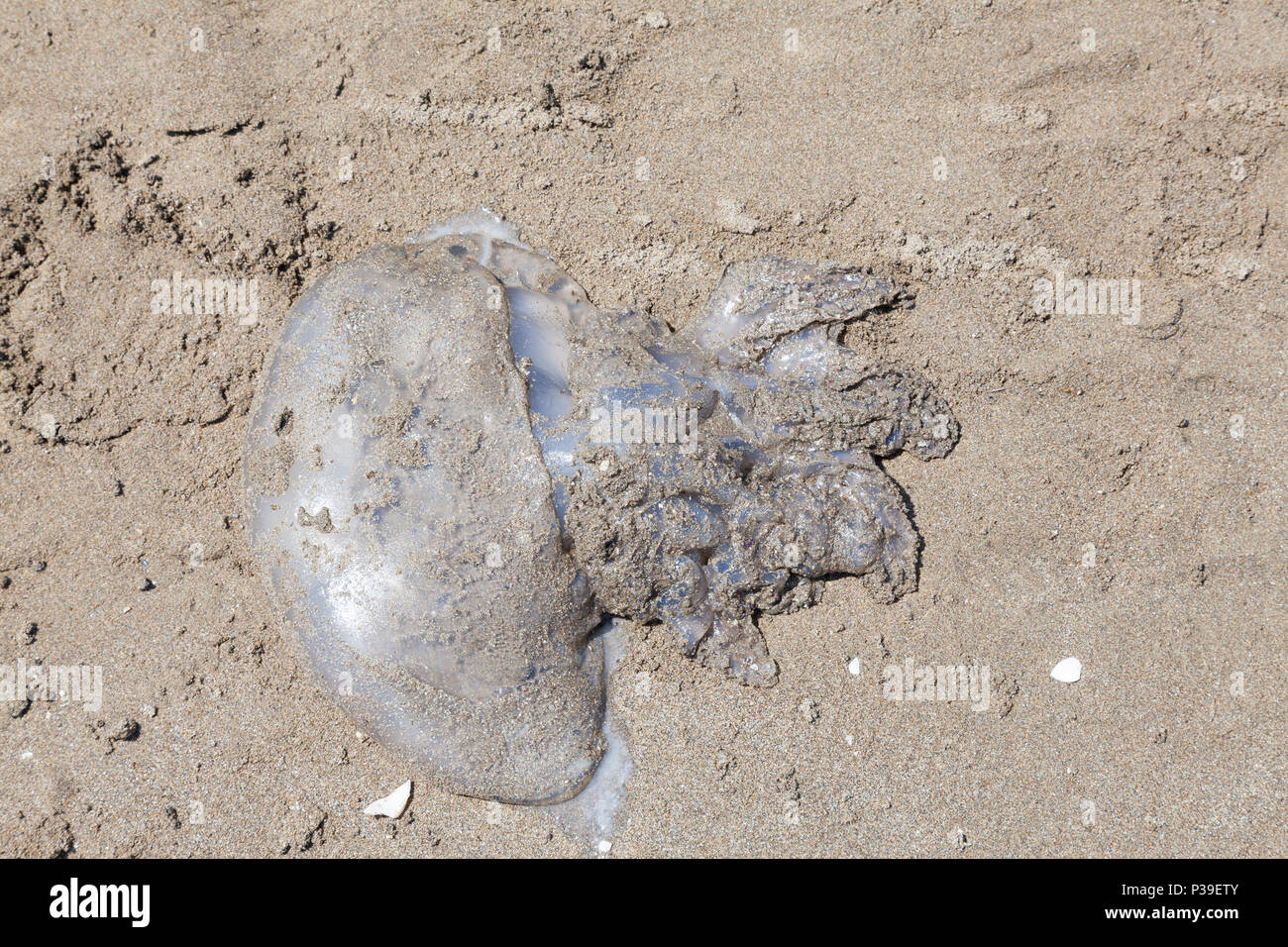 Dead medusoid jellyfish, Medusozoa, cnidaria,  washed ashore on a sandy beach during very hot weather viewed from above in the Adriatic Stock Photo