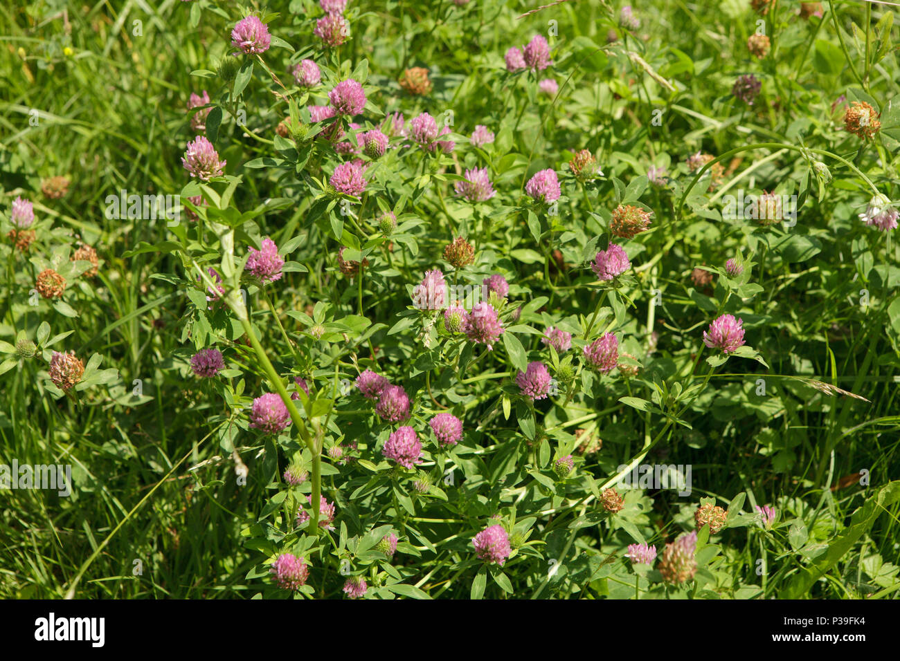 purple clover flowers (Trifolium incarnatum) on meadow, close up Stock