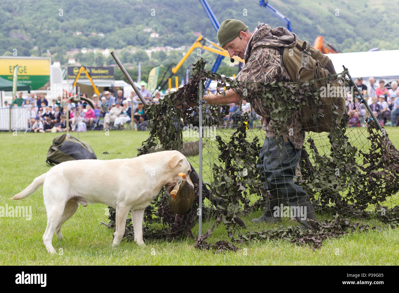 Labrador and his trainer, demonstration on retrieving and hunting Stock Photo