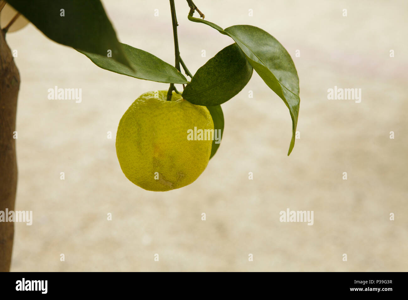 yellow orange fruit on a twig with green leaves in summer light Stock Photo