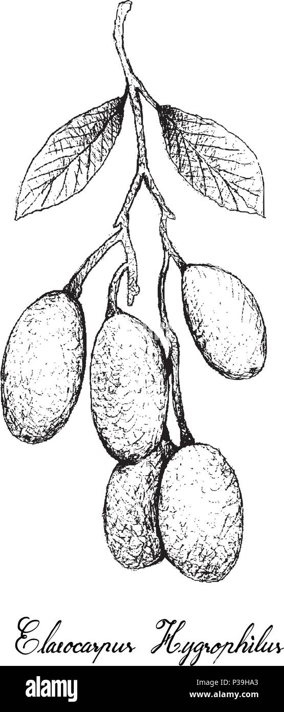 Tropical Fruit, Illustration of Hand Drawn Sketch of Fresh Elaeocarpus Hygrophilus Fruits Isolated on White Background. Stock Vector