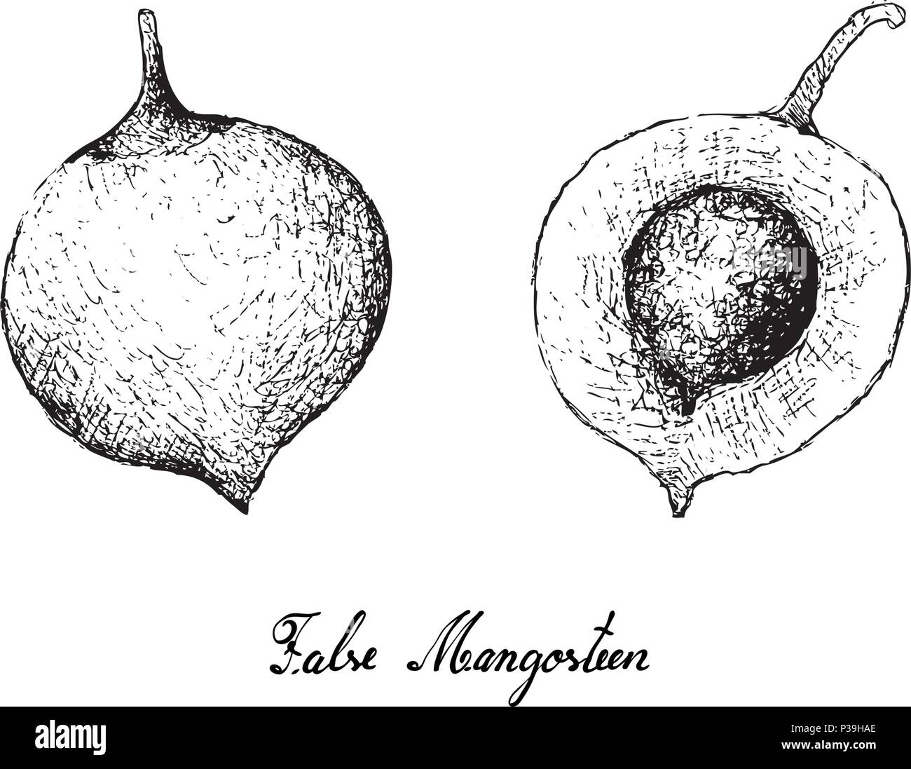 Tropical Fruits, Illustration of Hand Drawn Sketch Fresh False Mangosteen or Garcinia Cochinchinensis Fruits Isolated on White Background. Stock Vector