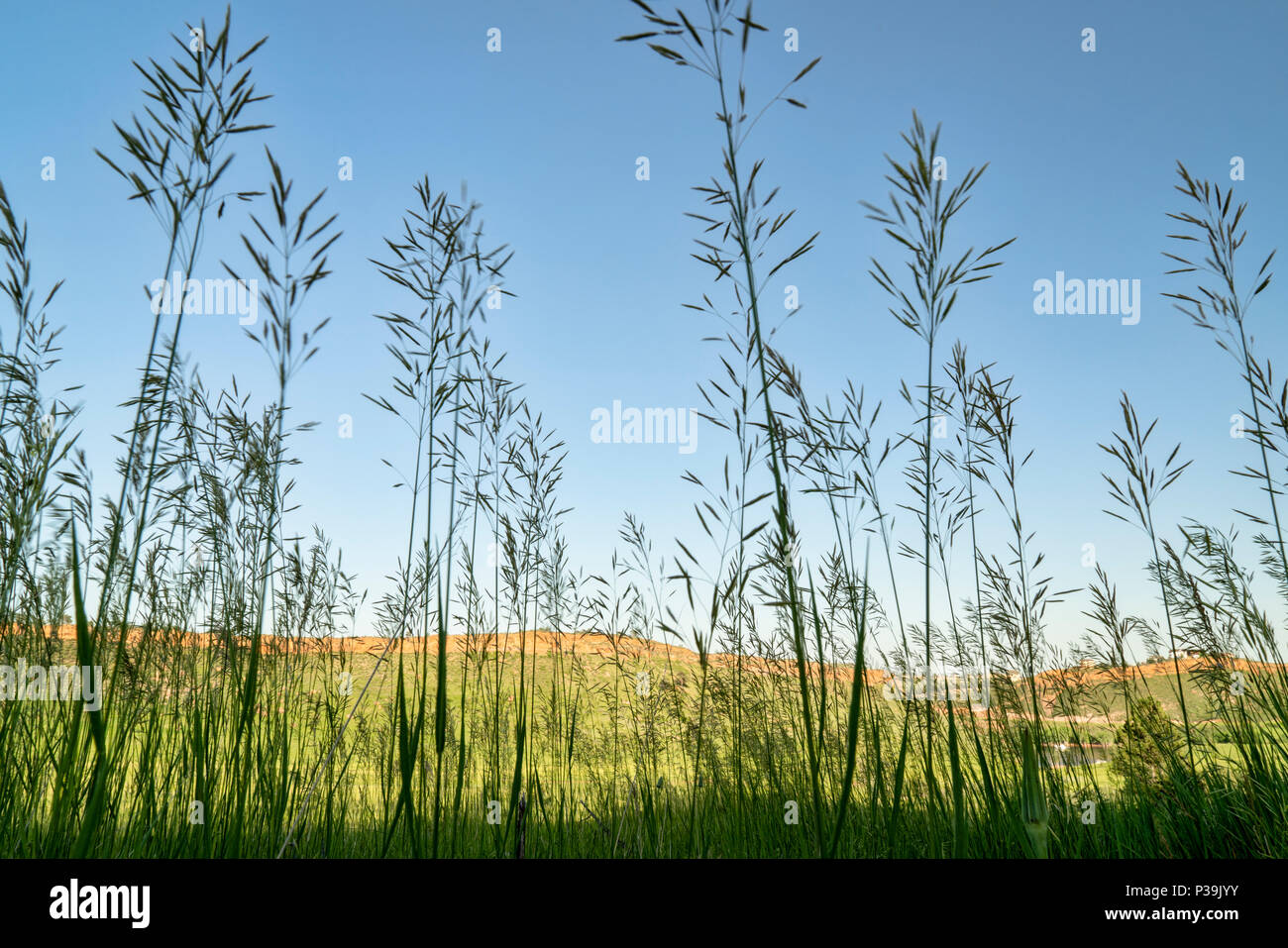 Tall grass silhouette against Colorado foothills landscape, late spring scenery Stock Photo