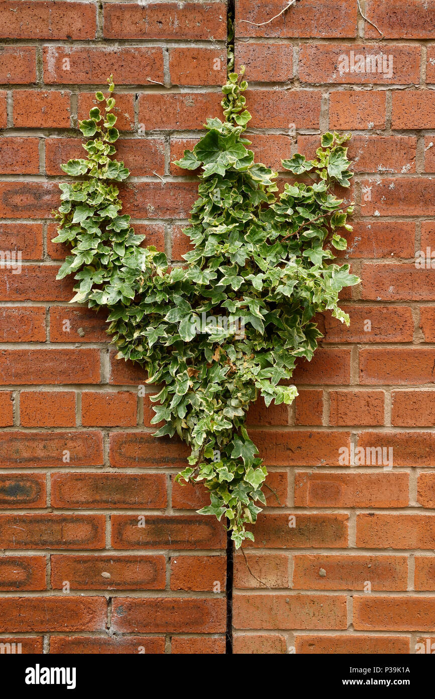 Brick wall crack plant growing hi-res stock photography and images - Alamy