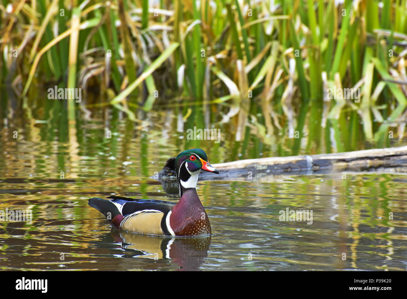 Swimming male wood duck during mating season in early spring Stock