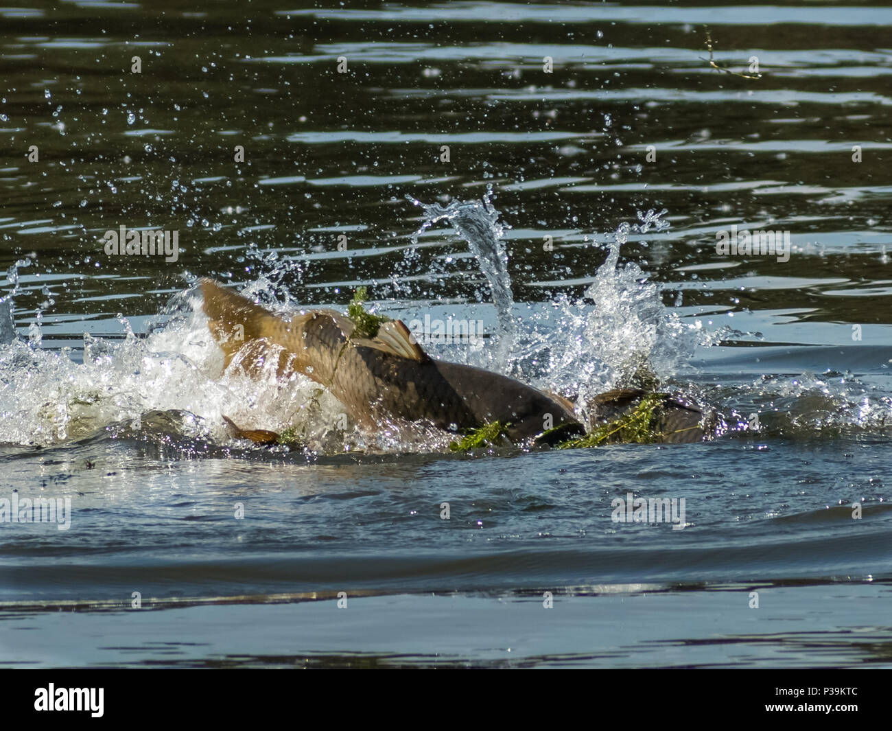 carp fish jumping out of water Stock Photo - Alamy