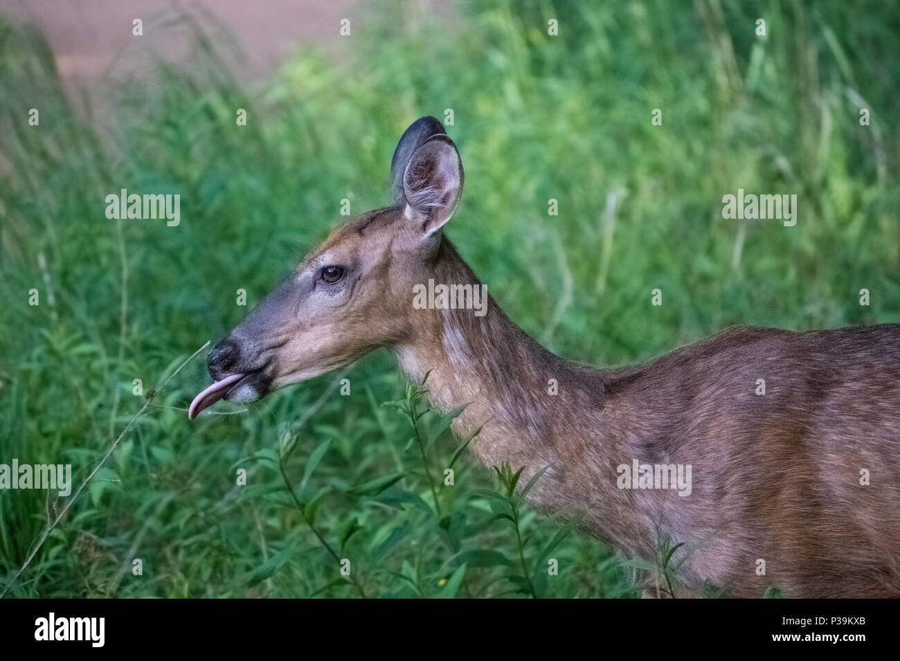 deer with tongue out Stock Photo - Alamy