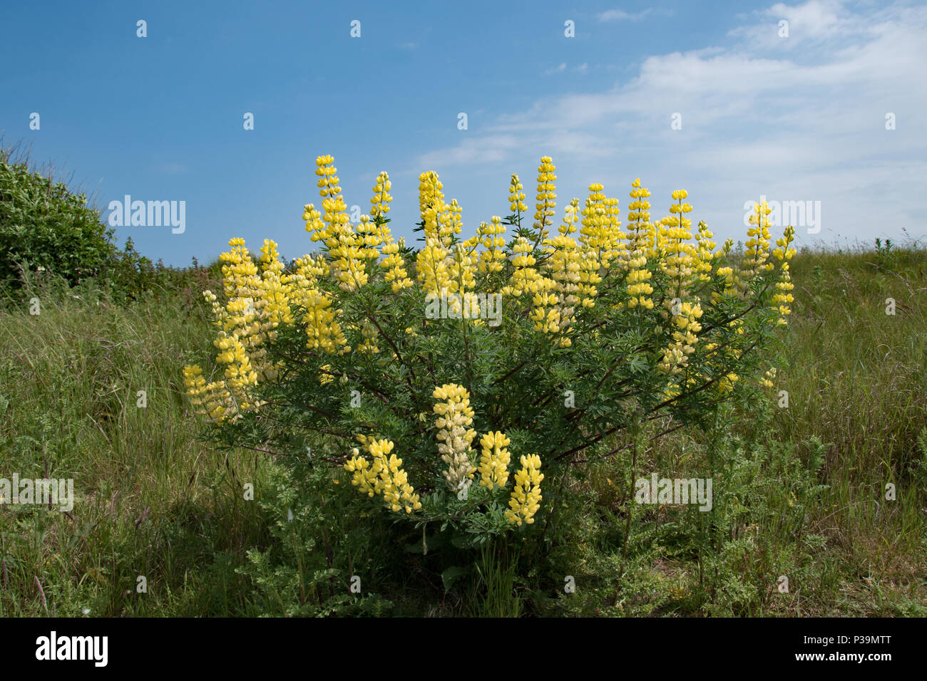 Self-sown yellow tree lupins at Southwold, Suffolk Stock Photo