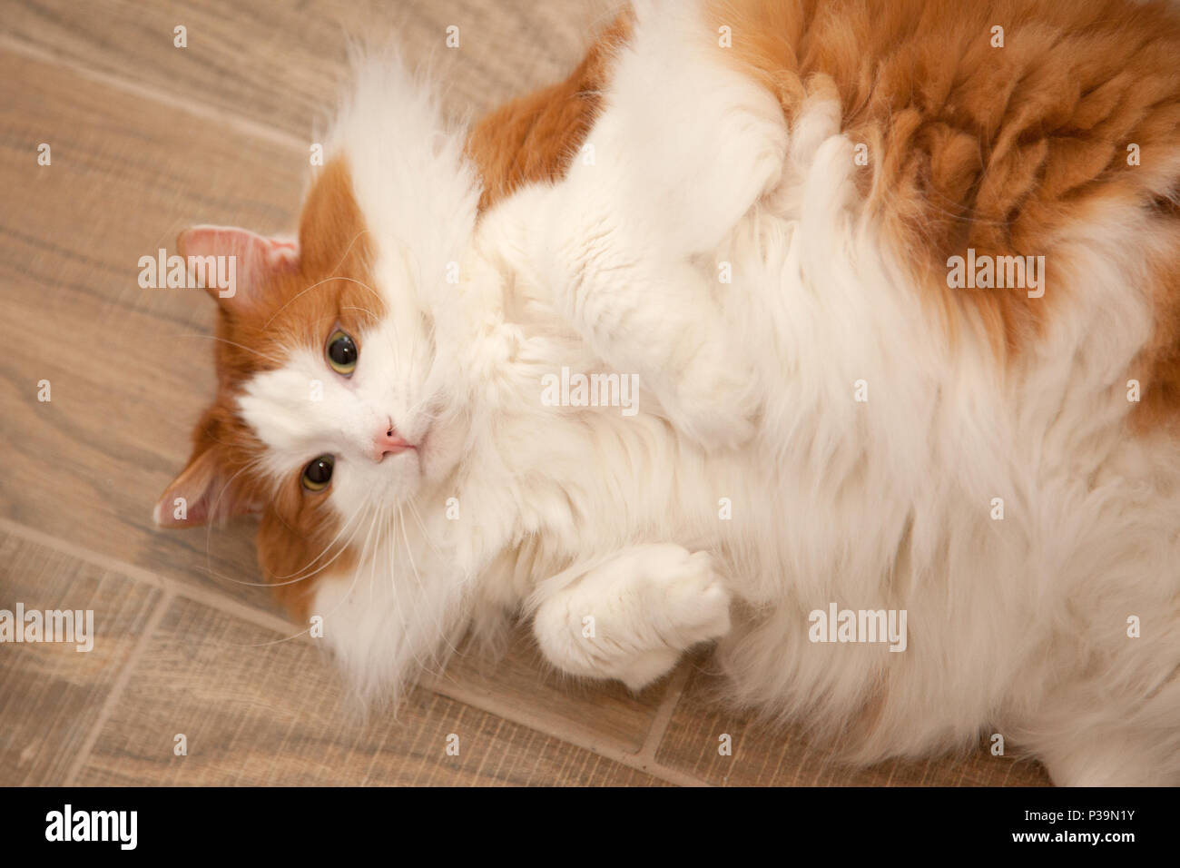 Fluffy Orange And White Cats 2 475 Orange And White Cats Stock Photos Fluffy Orange And White Cats 2 475 Orange And White Cats Stock Photos