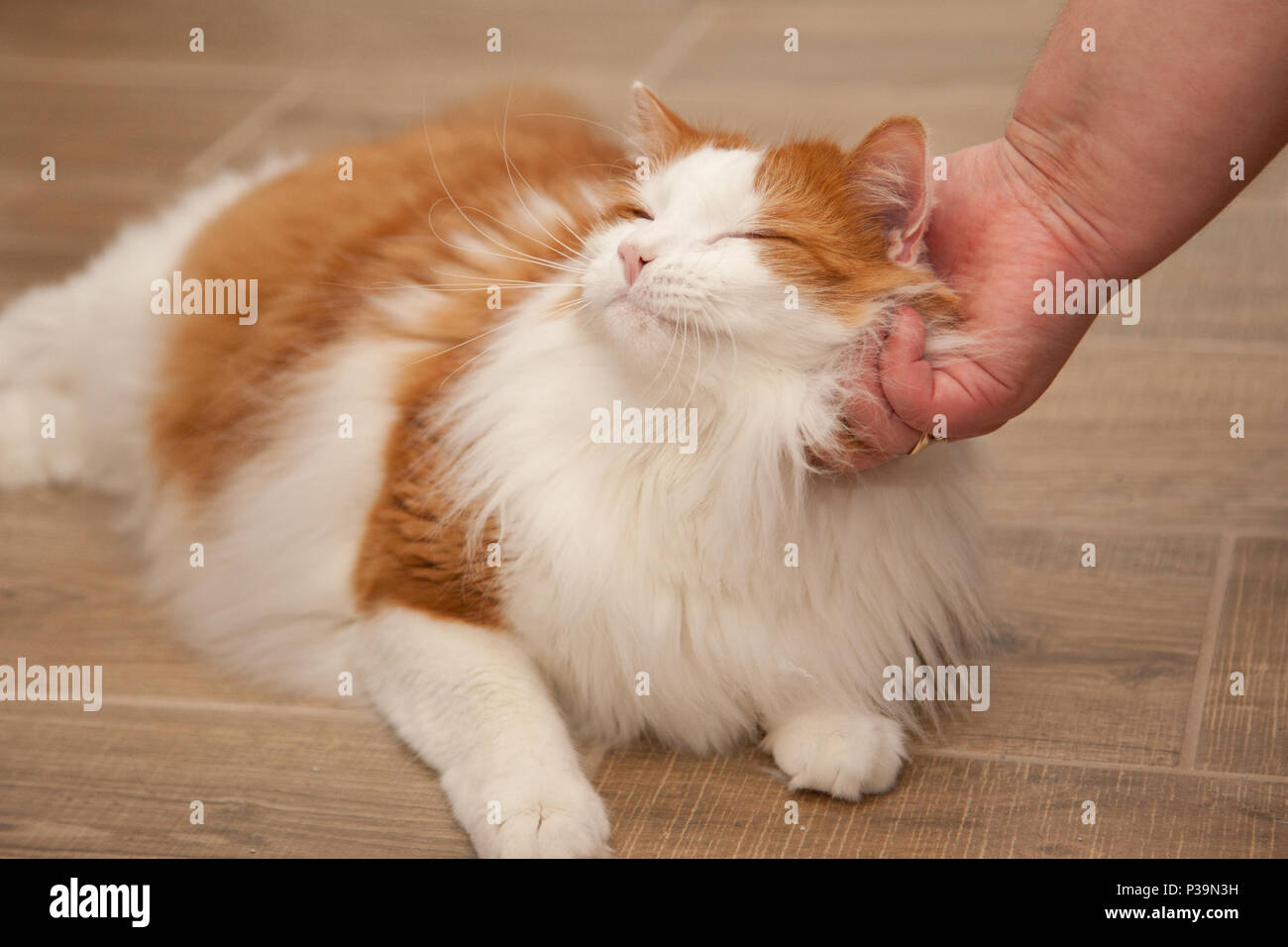 An orange and white cat purrs happily while being petted Stock Photo